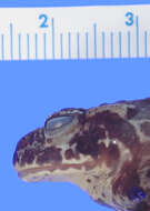 Image of Black Toad