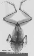 Image de Astylosternus diadematus Werner 1898