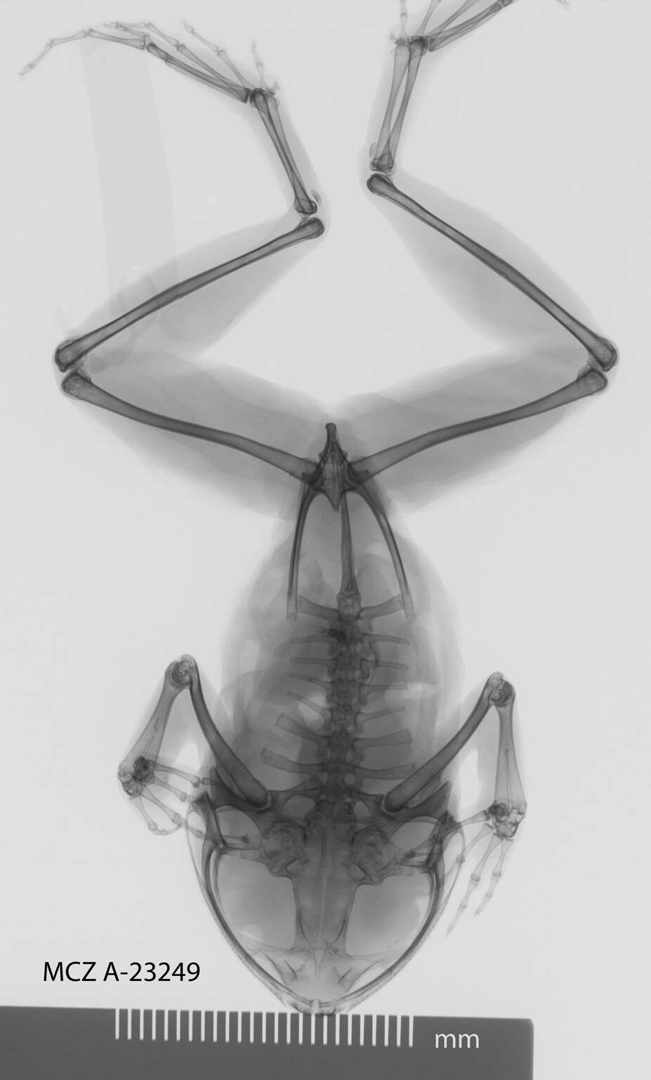 Image de Astylosternus diadematus Werner 1898