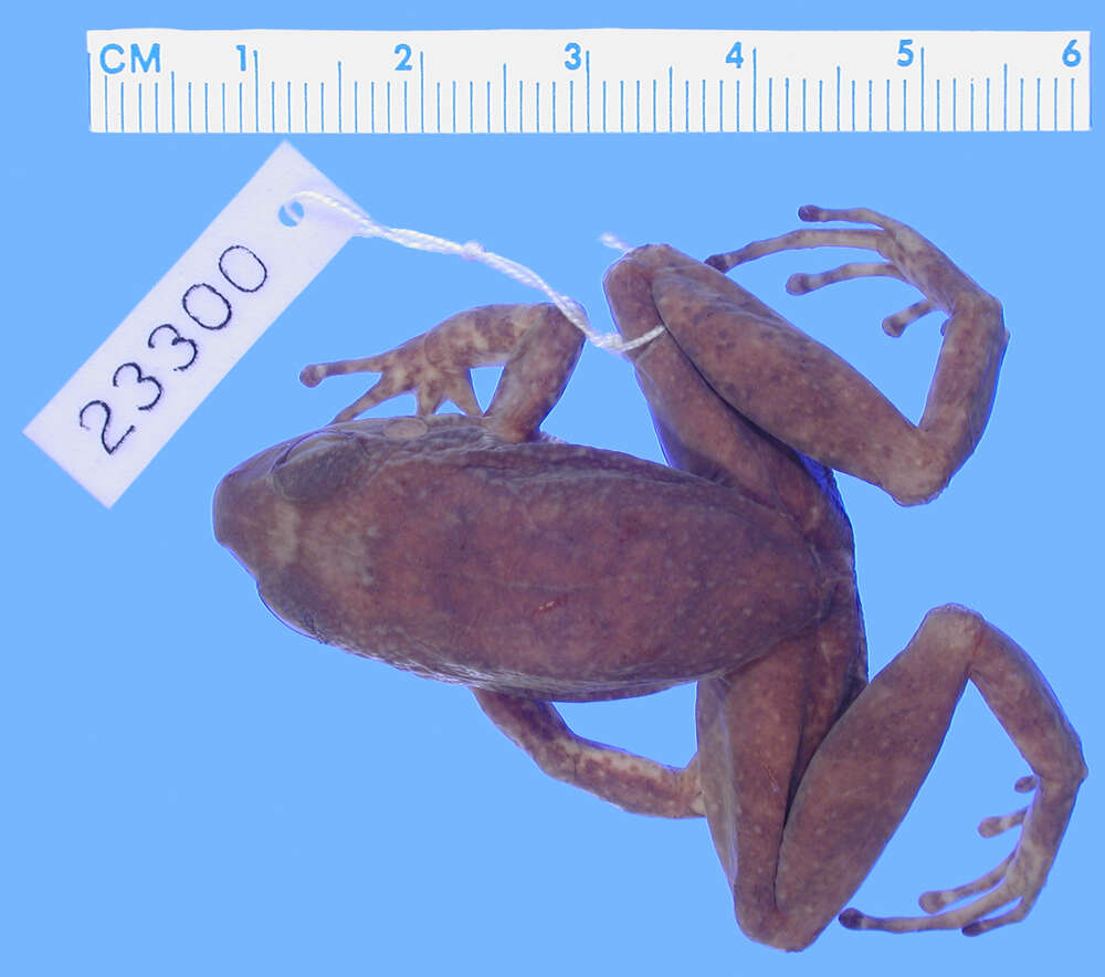 Image of Eleutherodactylus rucillensis Cochran 1939