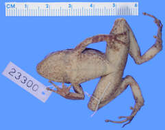 Image of Eleutherodactylus rucillensis Cochran 1939