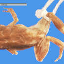 Imagem de Eleutherodactylus minutus Noble 1923