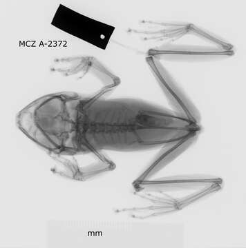 Слика од Taruga Meegaskumbura, Meegaskumbura, Bowatte, Manamendra-Arachchi, Pethiyagoda, Hanken & Schneider 2010