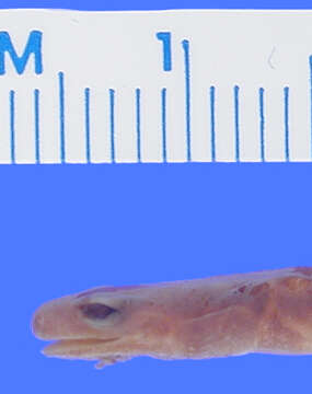Image of Woodland salamander