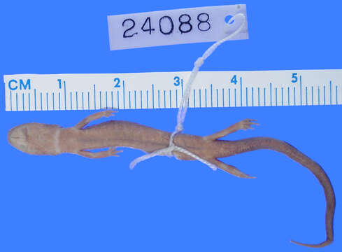Image of Plethodon Tschudi 1838