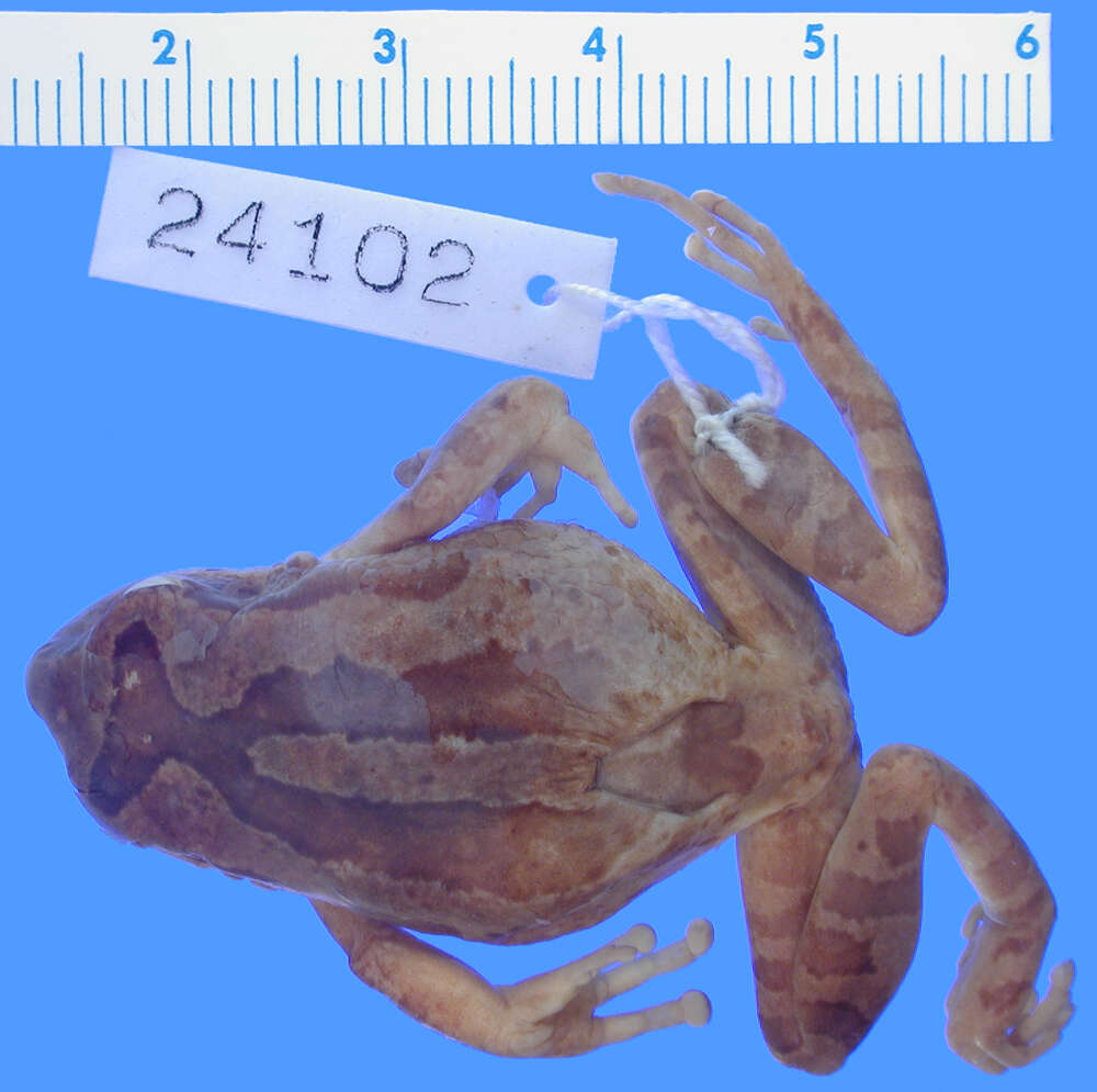 Image of Common Marsupial Frog