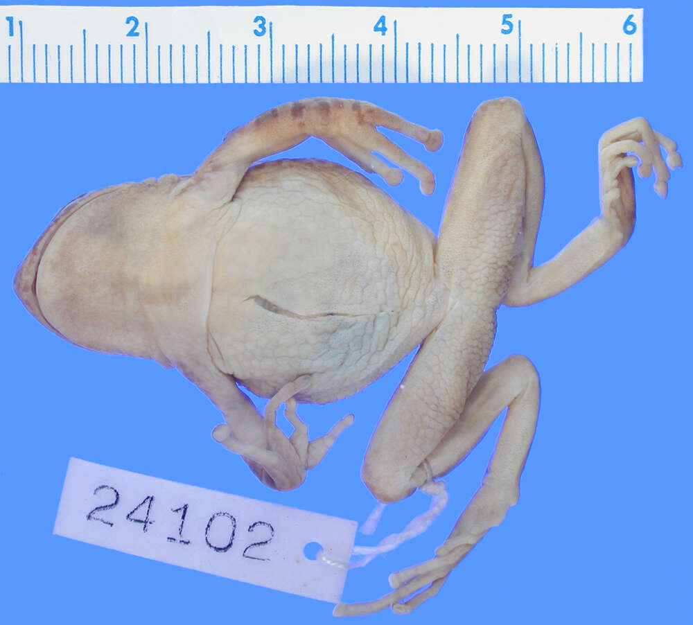 Image of Common Marsupial Frog