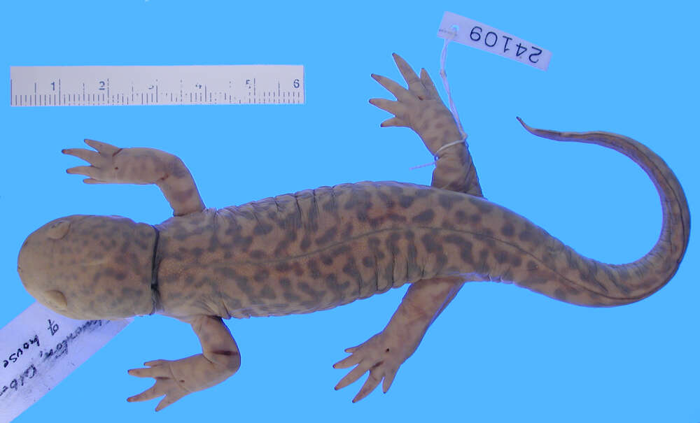 Image of Barred Tiger Salamander