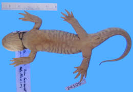 Image of Barred Tiger Salamander