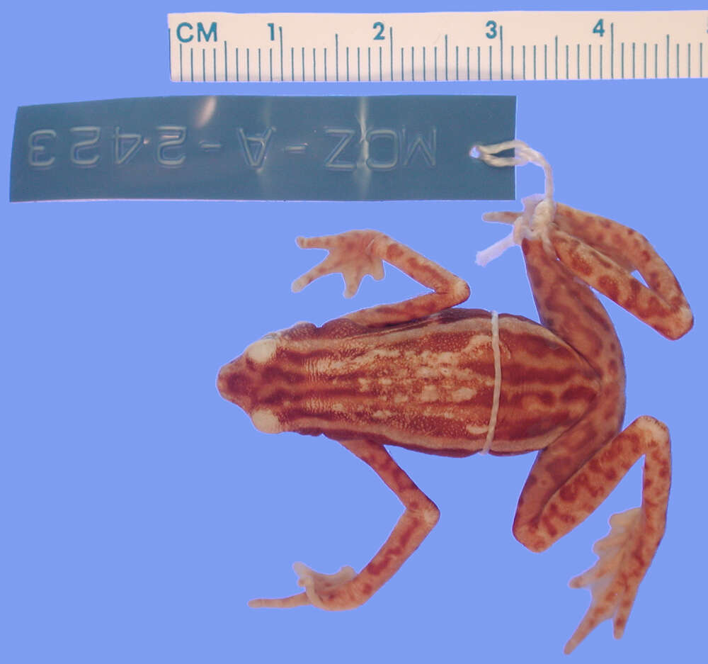 Image of Elegant Stubfoot Toad