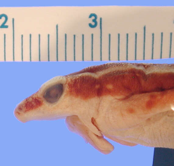 Image of Elegant Stubfoot Toad