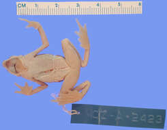 Image of Elegant Stubfoot Toad