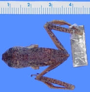 Image of Microhylinae Günther 1858