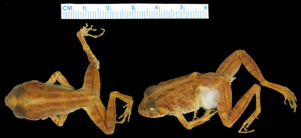 Image of <i>Platymantis corrugatus rubstriatus</i>