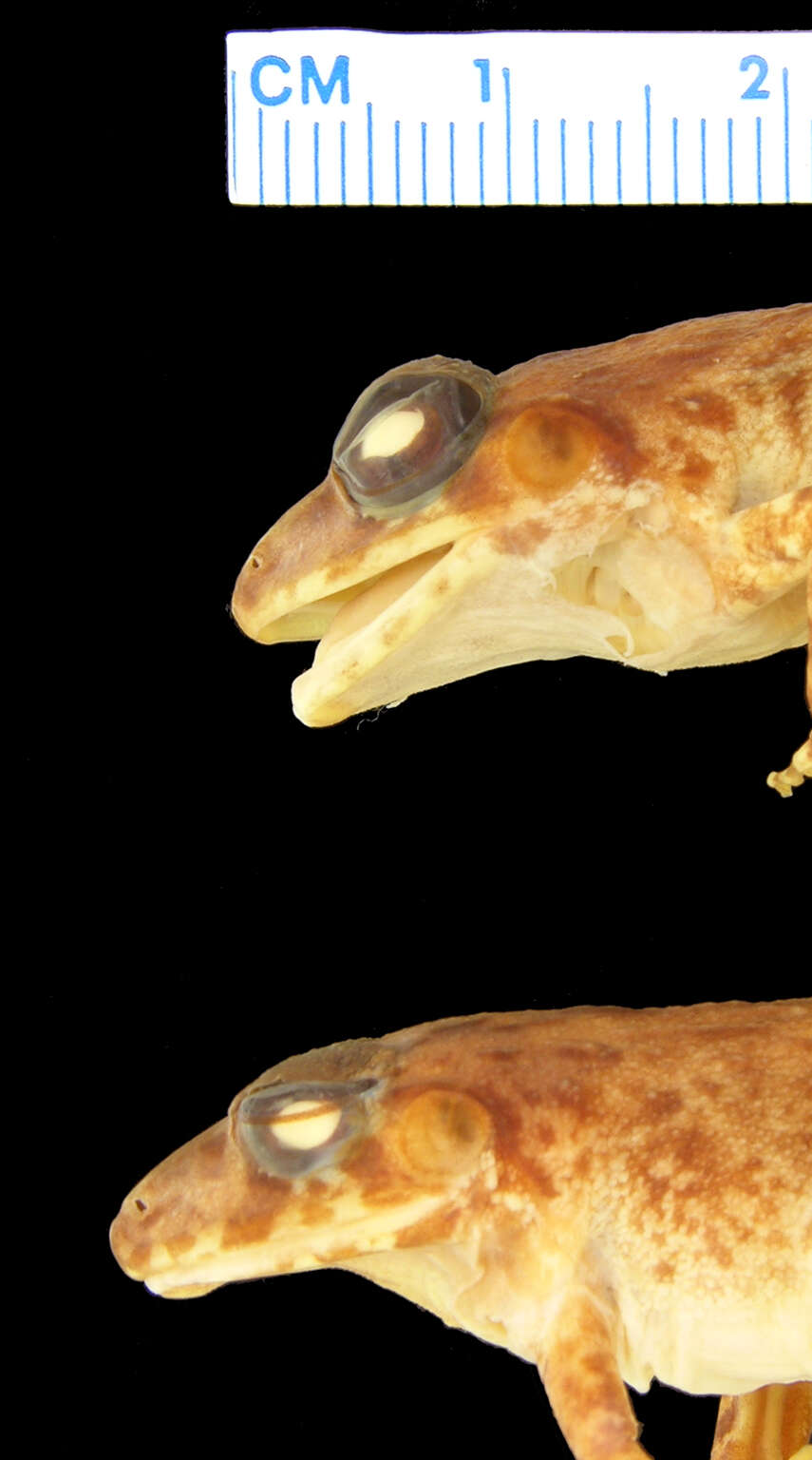 Image of <i>Platymantis corrugatus rubstriatus</i>