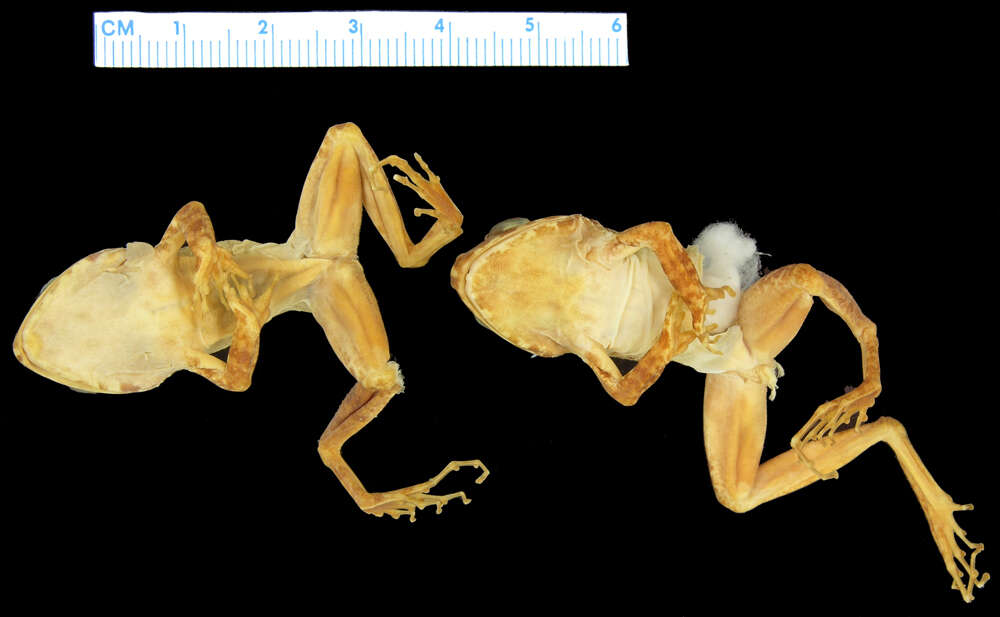 Image of <i>Platymantis corrugatus rubstriatus</i>