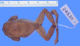 Image of Spikethumb frog