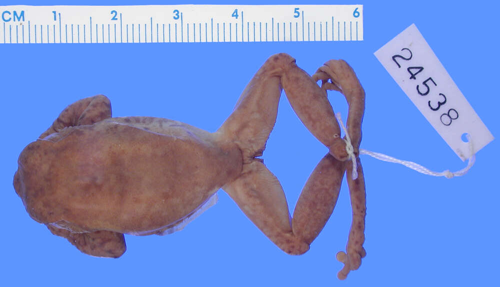 Image of Spikethumb frog