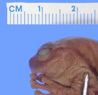 Image of Spikethumb frog