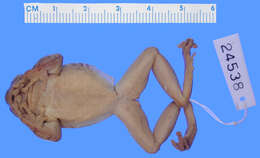 Image of Spikethumb frog