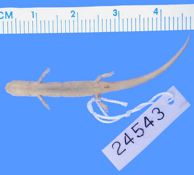 Image of Chiropterotriton dimidiatus (Taylor 1940)