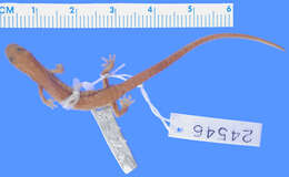 Image of Arboreal Splayfoot Salamander