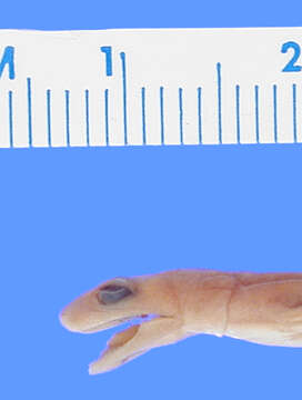 Image of Arboreal Splayfoot Salamander