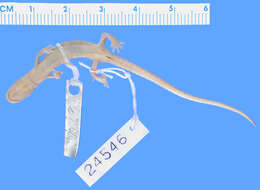 Image of Arboreal Splayfoot Salamander