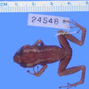 Image of Baoruco Hammer Frog