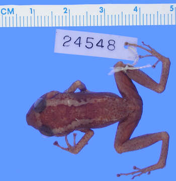 صورة Eleutherodactylus armstrongi Noble & Hassler 1933