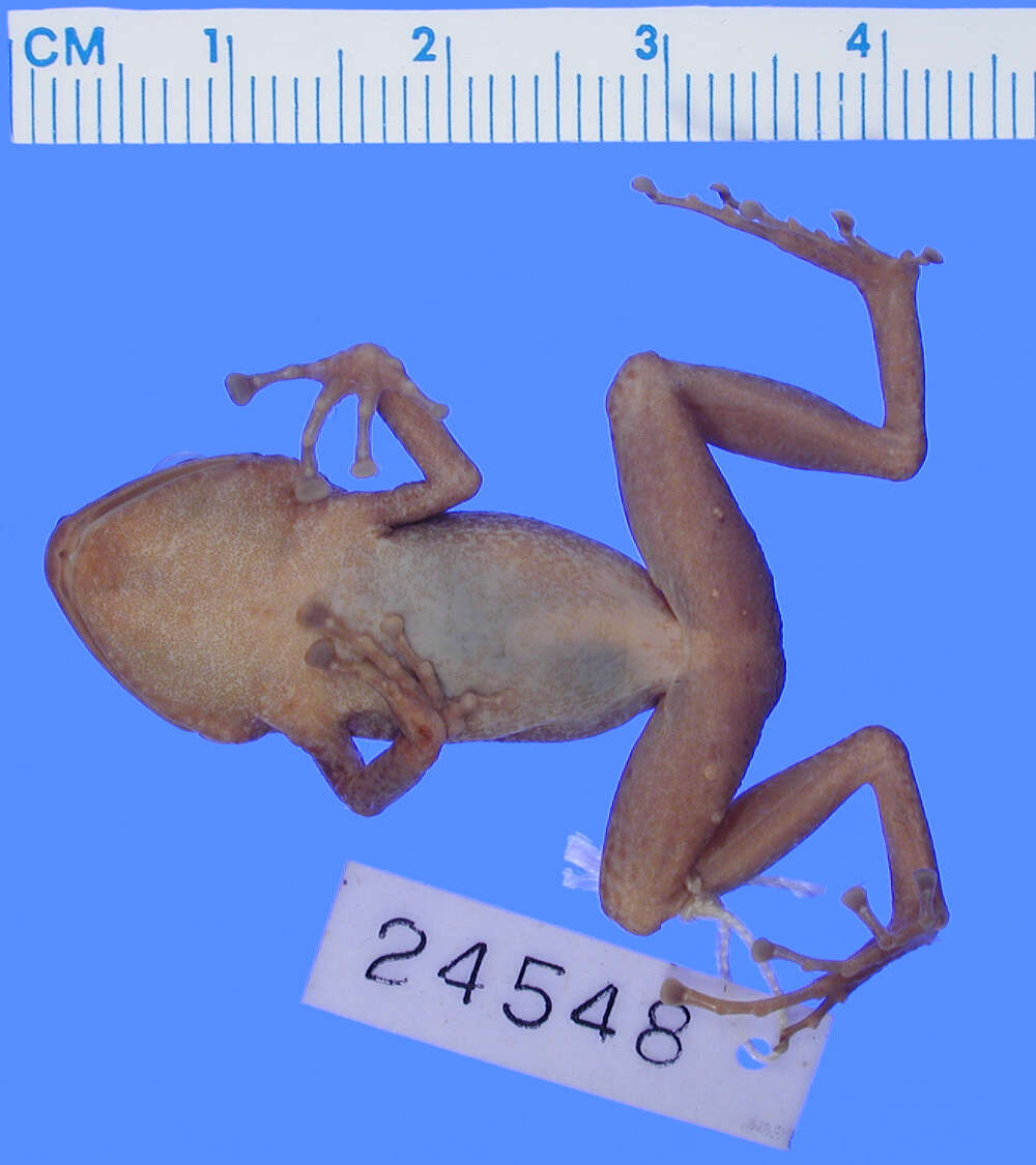 Image of Eleutherodactylus armstrongi Noble & Hassler 1933