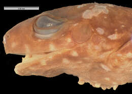 Image of Eleutherodactylus rufifemoralis Noble & Hassler 1933