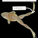 Image of Phrynobatrachus pakenhami Loveridge 1941