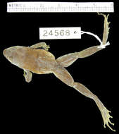 Image of Phrynobatrachus pakenhami Loveridge 1941