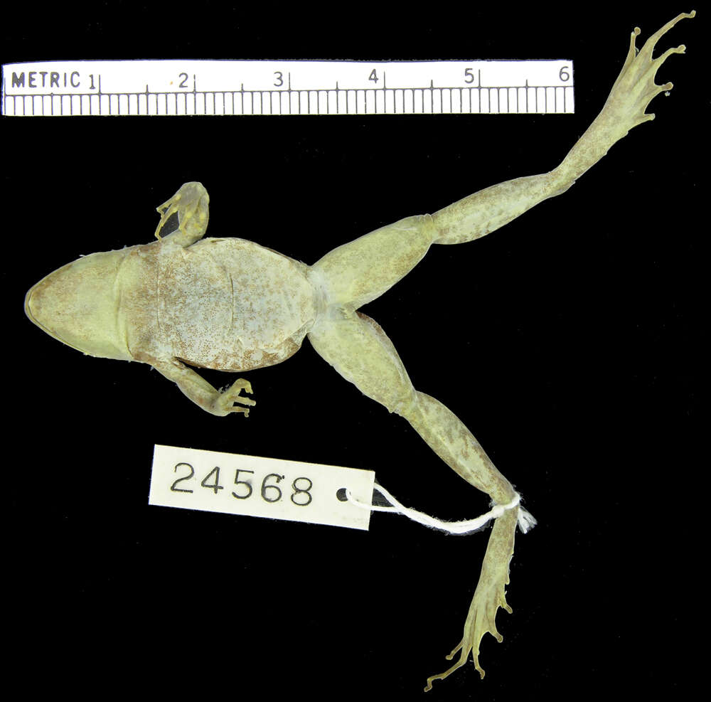 Image of Phrynobatrachus pakenhami Loveridge 1941