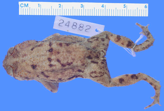 Image of Rhinella humboldti (Gallardo 1965)