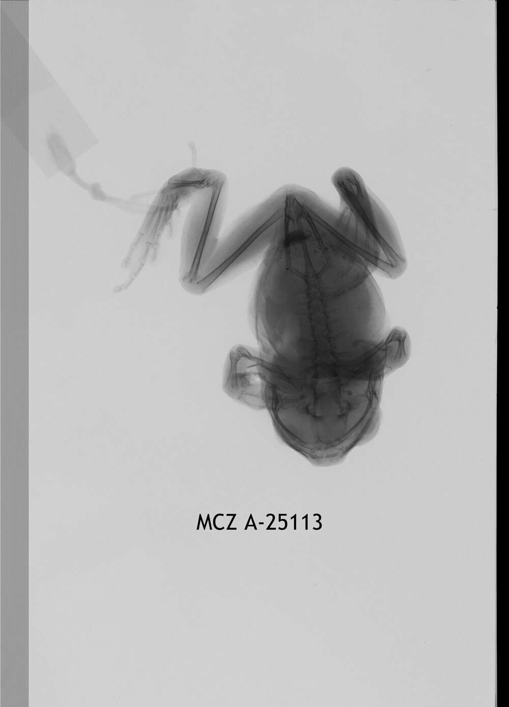 Image of Leptopelis concolor Ahl 1929