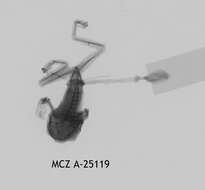 Image of Leptopelis christyi (Boulenger 1912)