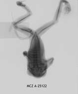 Image of Leptopelis christyi (Boulenger 1912)