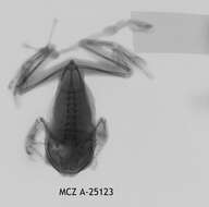 Image of Leptopelis christyi (Boulenger 1912)