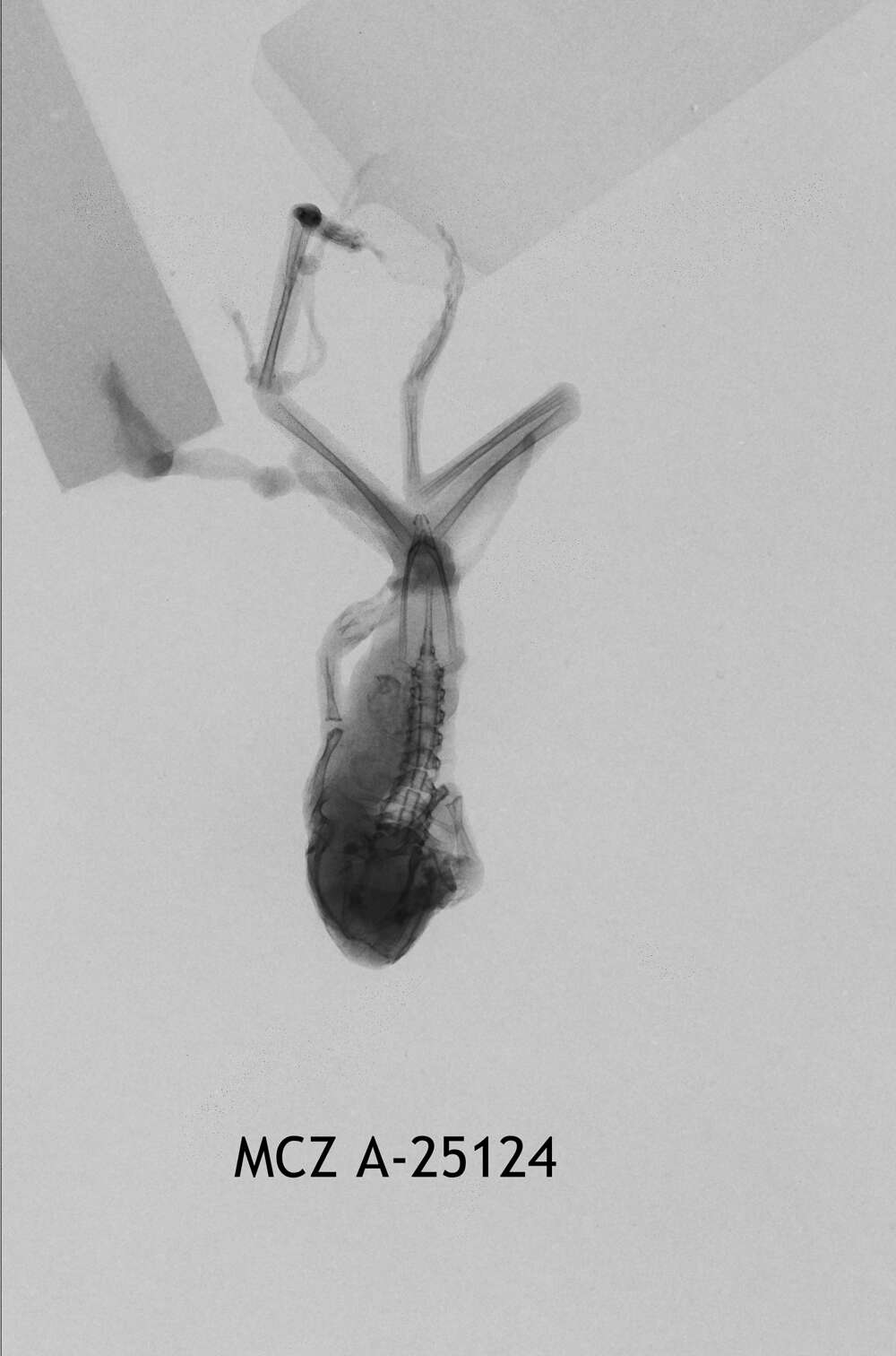 Image of Leptopelis concolor Ahl 1929