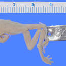 Image of Hyloscirtus platydactylus (Boulenger 1905)