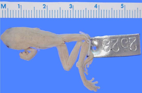 Hyloscirtus platydactylus (Boulenger 1905)的圖片