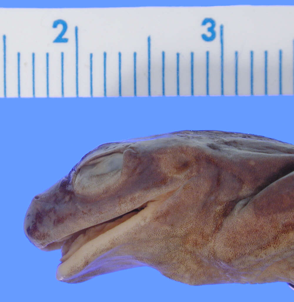 Image of Dendropsophus meridensis (Rivero 1961)