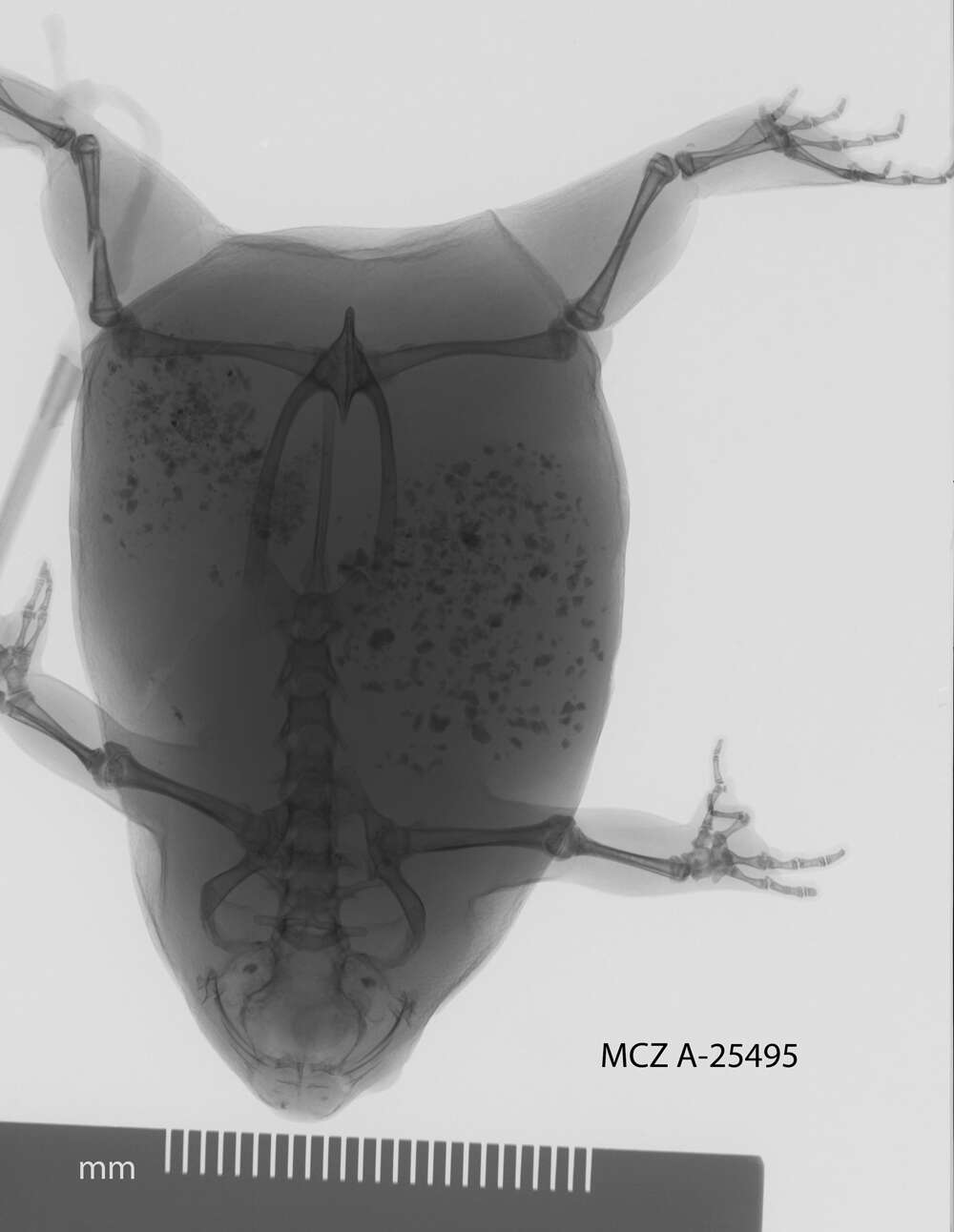 Image of Spelaeophryne methneri Ahl 1924