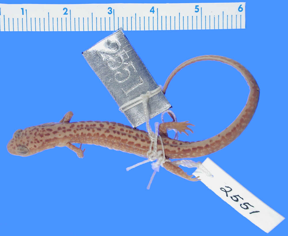 Image of Longtail Salamander