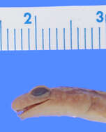 Image of Longtail Salamander