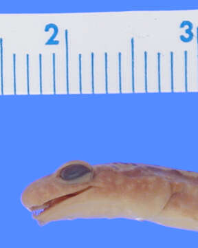 Image of Longtail Salamander