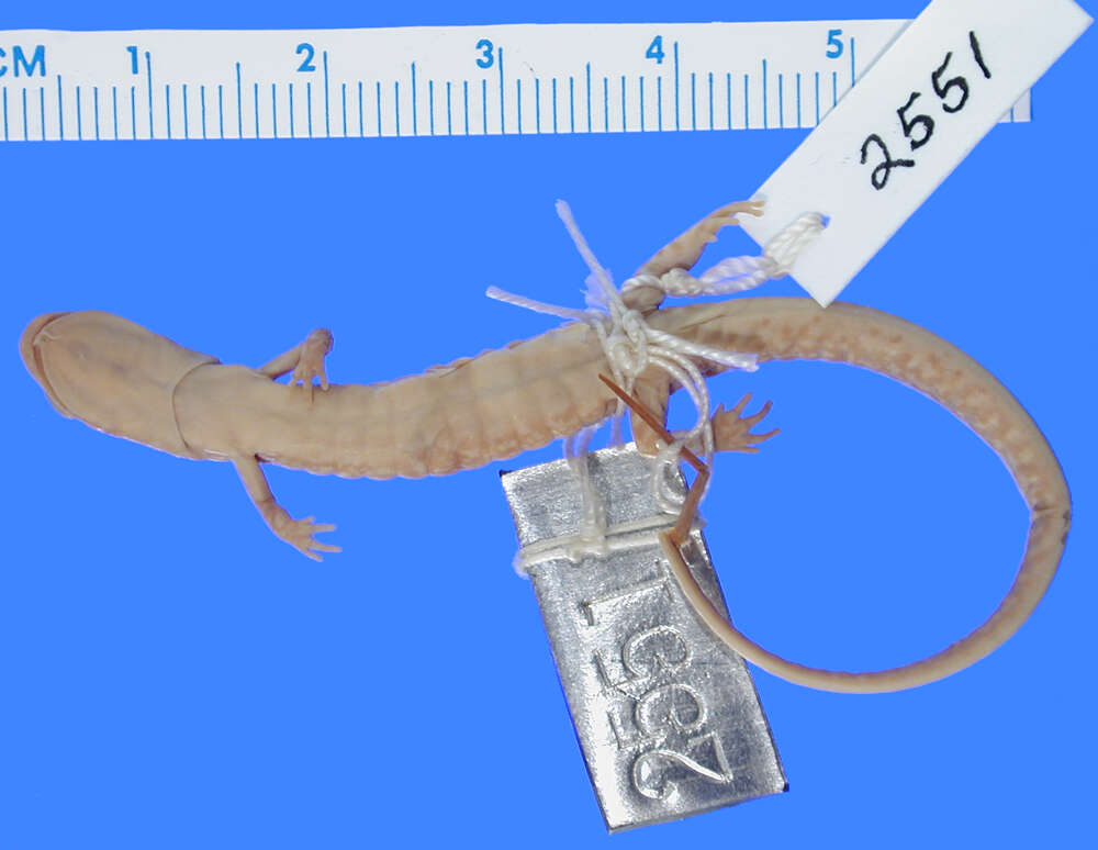 Image of Longtail Salamander