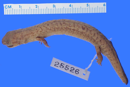 Image of Spring Salamander